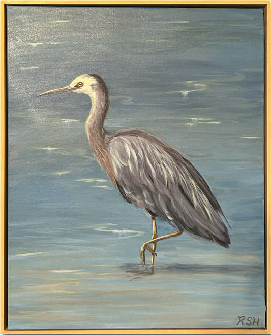 NZ’s Elegant White Faced Heron, 16" x 20"