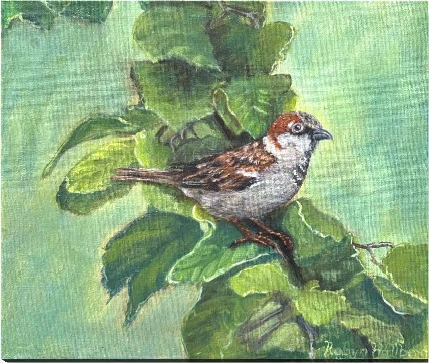 NZ’s Sweet House Sparrow, 10" x 12"